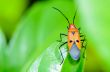 Red Cotton Bug (Dysdercus cingulatus)