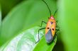 Red Cotton Bug (Dysdercus cingulatus)