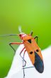 Red Cotton Bug (Dysdercus cingulatus)