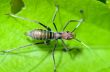 Ant-mimic Cricket