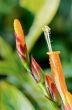 Flowers of Sanchezia