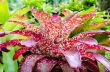 Pink leaves of Bromeliad ( Aechmea Fasciata )