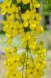 Purging Cassia or Ratchaphruek flowers ( Cassis fistula )