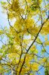 Yellow flowers on tree of Purging Cassia or Ratchaphruek