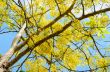 Yellow flowers on tree of Purging Cassia or Ratchaphruek