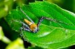 Yellow Lynx Spider  ( Oxyopes Quadrifasciatus )