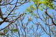 Frangipani ( Plumeria ) trees are blossom