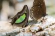 Common Nawab butterfly (Polyura athamas)