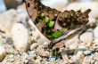 Close up Tailed Jay butterfly with have green spots on wings