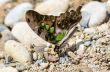 Close up Tailed Jay butterfly with have green spots on wings