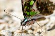 Close up Tailed Jay butterfly with have green spots on wings