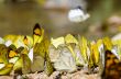 Large group of butterfly feeding on the ground.