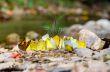 Large group of butterfly feeding on the ground.