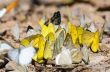 Large group of butterfly feeding on the ground.