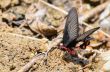 Rose Swallowtail butterfly with red and black eating salt licks