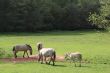 tarpans on a meadow