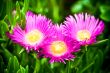 mesembryanthemum daisy flowers