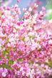 pink flowers in the garden