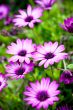 pink flowers in the garden 
