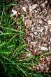 fresh rosemary herb 