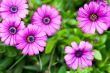 pink flowers in the garden 