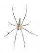Golden Orb Spider (Nephila pilipes) 