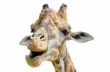 Giraffe (Giraffa camelopardalis) isolated on white