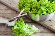 lettuce salad in metal bowl and spoons 