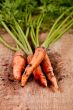 fresh carrots bunch 