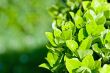 green leaves