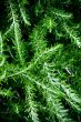 fresh rosemary herb 