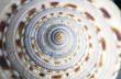 Natural spa elements- seashell with starshell and stones on whit