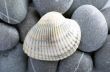 Natural spa elements- seashell with starshell and stones on whit