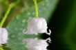 Lily-of-the-valley against a pale green background