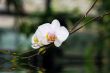 orchid portrait