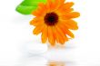 Flower marigold medical with pills over white background