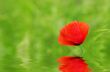 Red poppies blooming in the wild meadow 