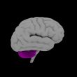 Cerebellum - human brain in side view