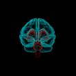 Stem part - Human brain in x-ray view