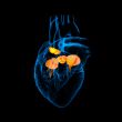 3d render Heart valve