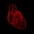 3d render medical illustration of the heart