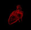 3d render medical illustration of the heart