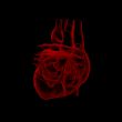 3d render medical illustration of the heart