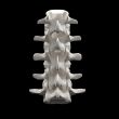 spinal disc