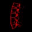 3d rendered illustration-lumbar side view