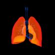 Human respiratory system lung red colored