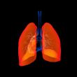 Human respiratory system lung red colored