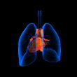 lungs with visible heart 