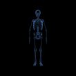 Skeleton X-rays