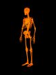 Red skeleton 